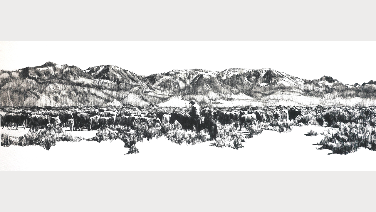 solitary rider moving herd of cattle in sagebrush flats